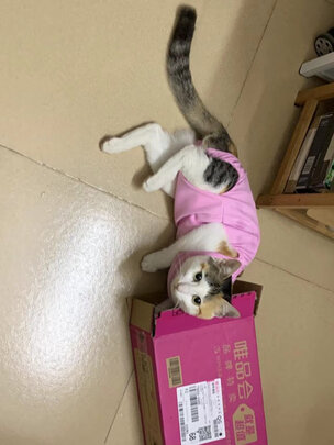 猫咪手术服