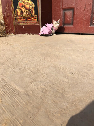 猫咪手术服