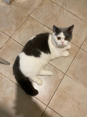 豆腐猫砂