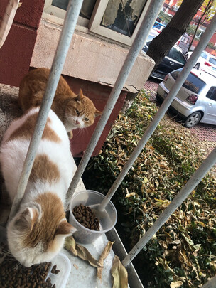 猫窝