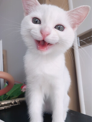 猫咪指甲剪
