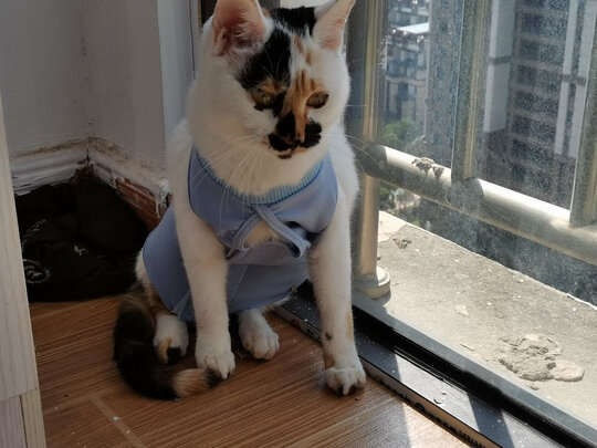 猫咪手术服