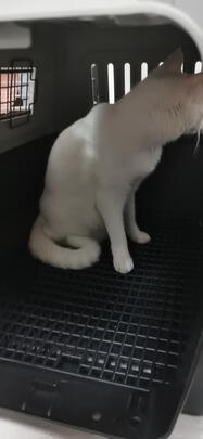猫包