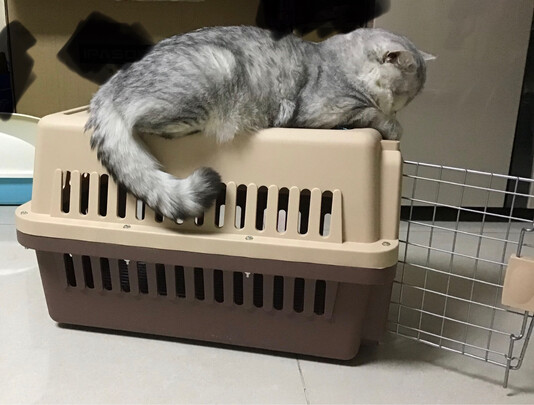 猫包