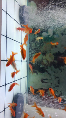 鱼缸氧气泵