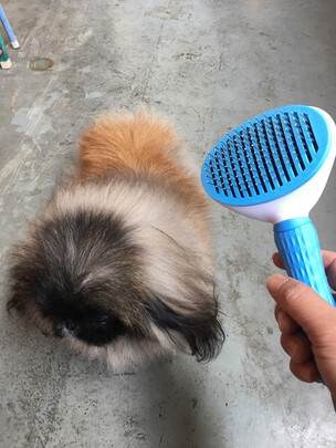 猫狗梳子