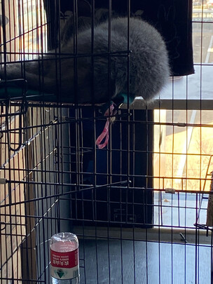  猫笼