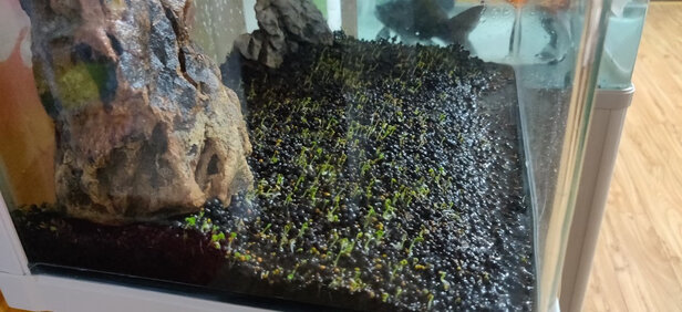 水草泥