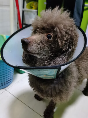 猫项圈