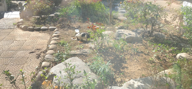 猫粮