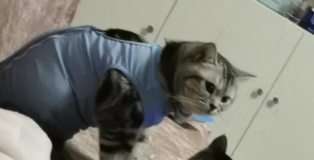 猫咪手术服