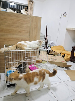  猫笼