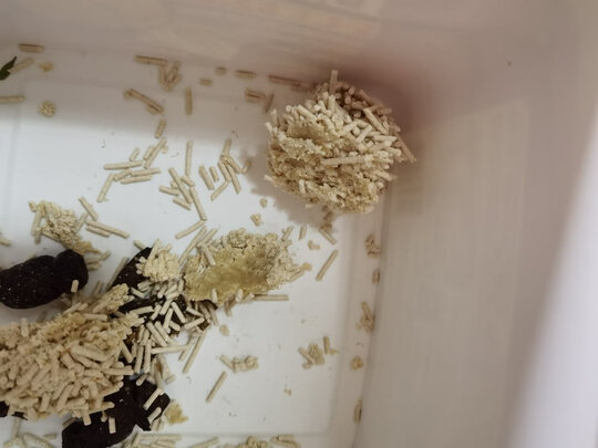 膨润土猫砂