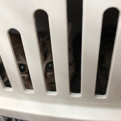 猫包
