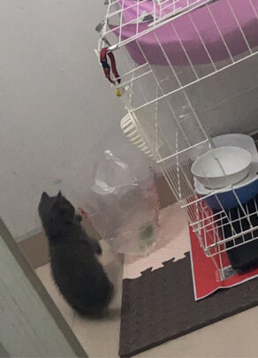  猫笼