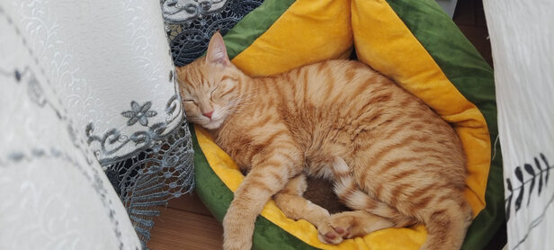 猫窝