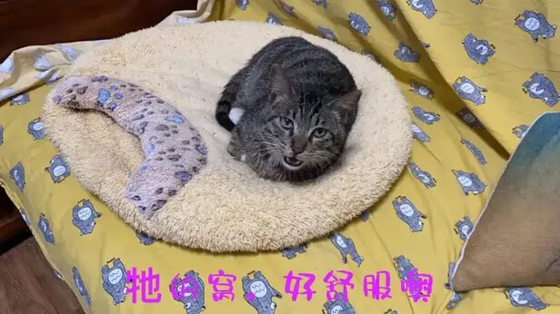 豆腐猫砂