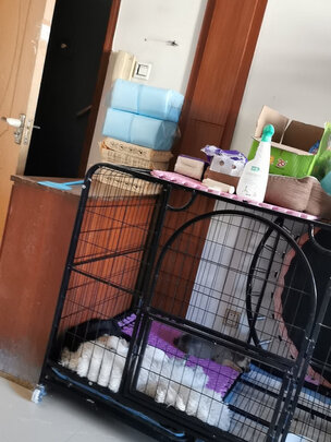 宠物纸尿裤