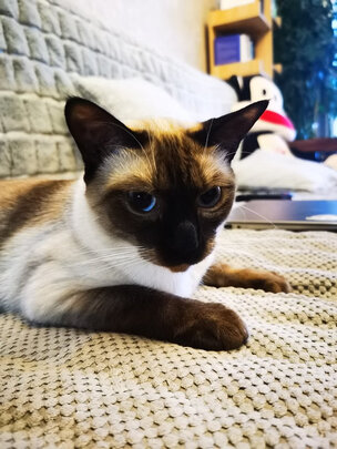 膨润土猫砂