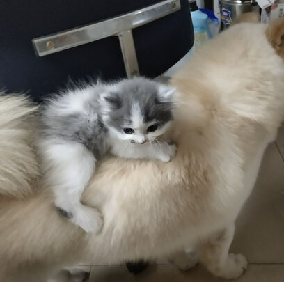猫笼