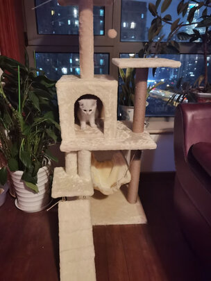 猫爬架