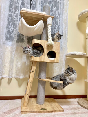 猫爬架