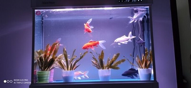 鱼缸净水剂