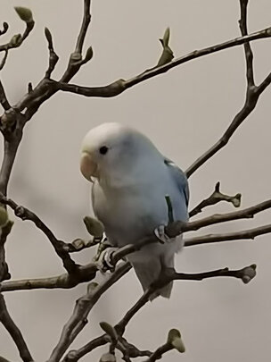 鸟粮