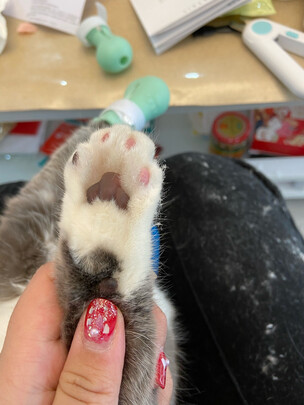  猫咪剃脚毛器