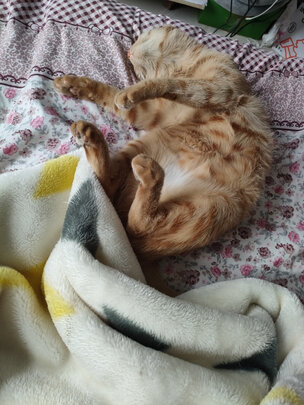 猫粮罐头