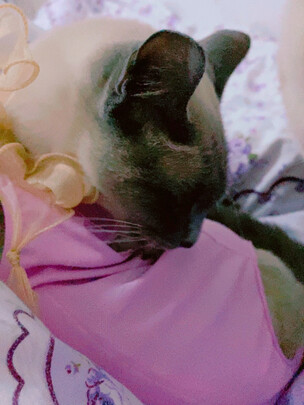 猫咪手术服