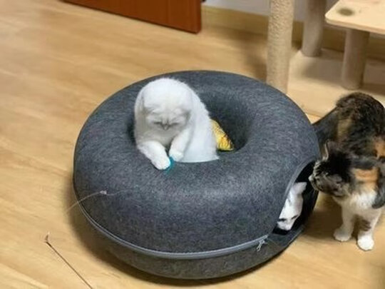 猫窝