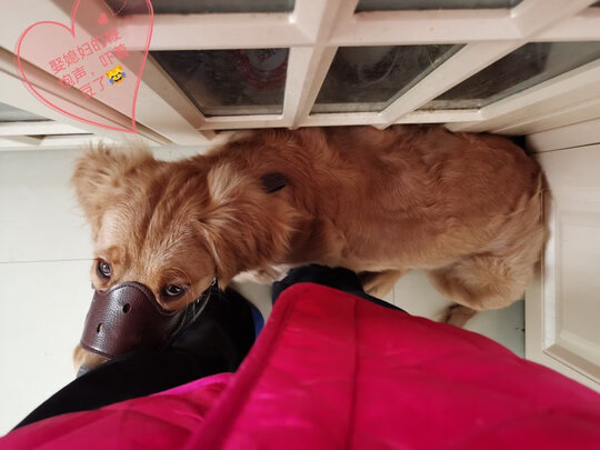 狗狗嘴套