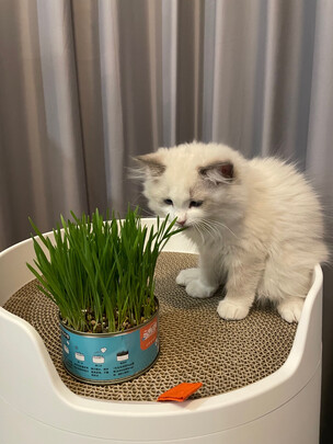猫罐头