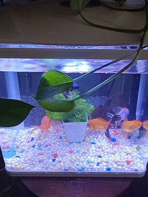 桌面鱼缸