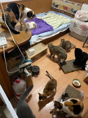 猫抓板