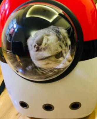 猫包