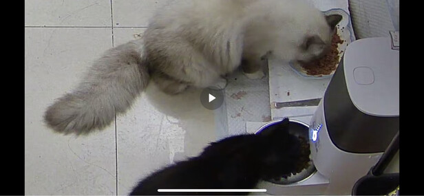 猫粮罐头