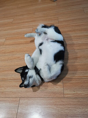狗狗沐浴露