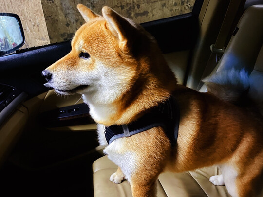 狗狗牵引绳