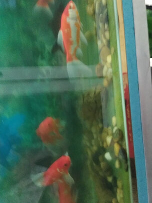 鱼缸净水剂