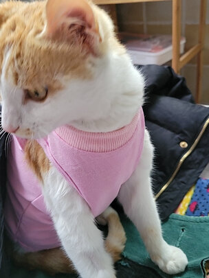 猫咪手术服