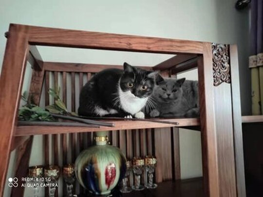 狗狗除臭剂