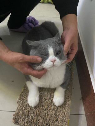 猫粮