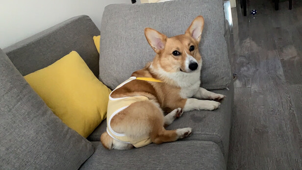 狗狗生理裤