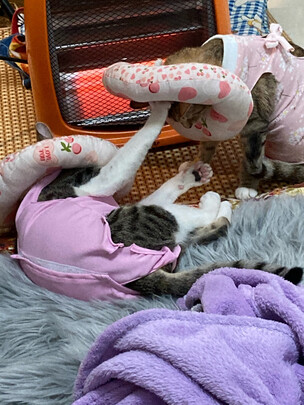 猫咪手术服