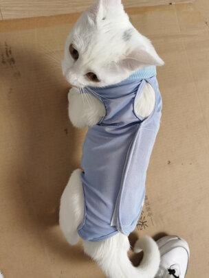 猫咪手术服