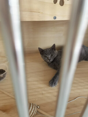 猫笼