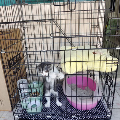 猫笼