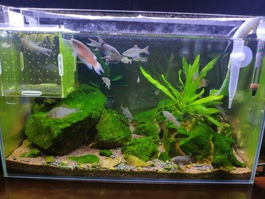 鱼缸刮藻刀